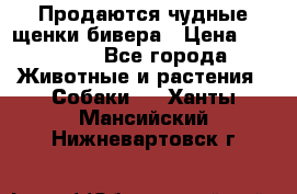 Продаются чудные щенки бивера › Цена ­ 25 000 - Все города Животные и растения » Собаки   . Ханты-Мансийский,Нижневартовск г.